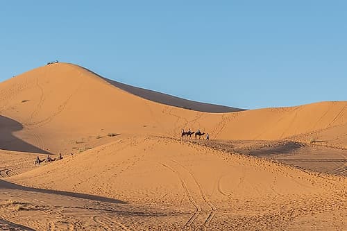 Camel Caravan on Sand Dune at Golden Hour, Sahara Desert, Morocco Art Print