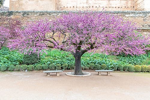 Blooming Purple Redbud Tree in Formal Garden Courtyard Art Print