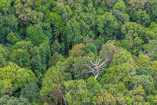 Aerial View of Tropical Rainforest Canopy with Dead Tree Art Print by Richard Silver