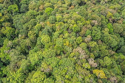 Aerial View of Dense Tropical Rainforest Canopy Art Print by Richard Silver