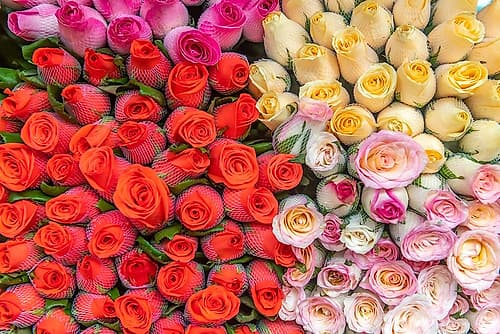 Red, Yellow, and Pink Roses at Flower Market Art Print