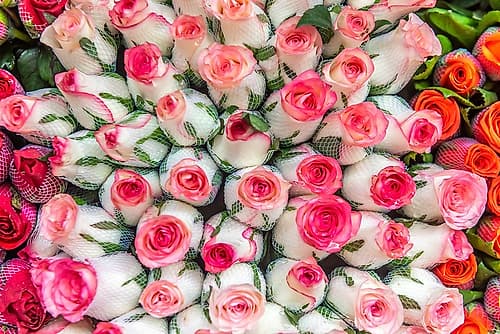 Pink and Coral Rose Bouquets at Flower Market Art Print