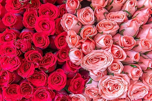 Red and Pink Rose Bouquets at Flower Market Art Print