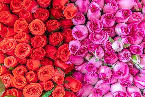 Red and Pink Rose Bouquets Close-Up Art Print