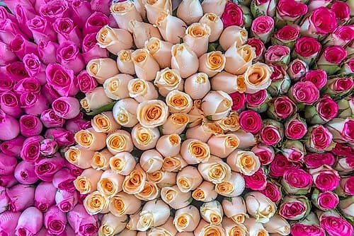 Pink, Peach, and Magenta Roses at Flower Market Art Print