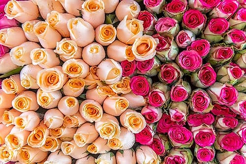 Peach and Magenta Rose Bouquets Close-Up Art Print