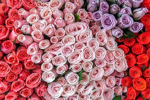 Pink, Lavender, and Red Rose Bouquets at Flower Market Art Print