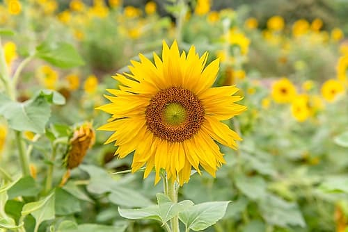 Sunflower in Full Bloom with Field Background Doré reproduction