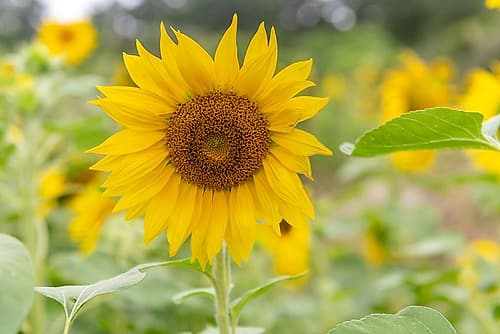 Bright Yellow Sunflower Close-Up in Field Art Print