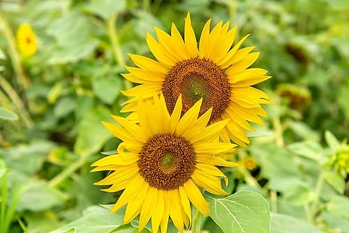 Two Sunflowers Blooming in Field Doré reproduction