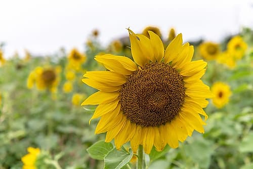Sunflower in Field with Blurred Blossoms Behind Doré reproduction