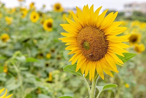 Sunflower with Bee in Field of Blooms Doré reproduction