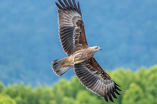 Brahminy Kite Soaring in Flight, Phuket, Thailand Art Print