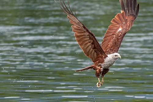 Brahminy Kite Diving for Fish Over Water, Phuket, Thailand Art Print