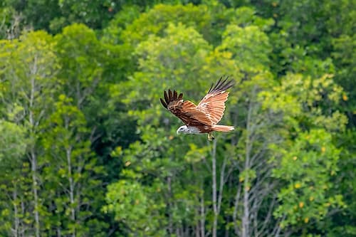 Brahminy Kite in Flight Over Forest, Phuket, Thailand Art Print by Richard Silver