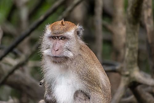 Long-Tailed Macaque Monkey in Forest, Phuket, Thailand Art Print by Richard Silver