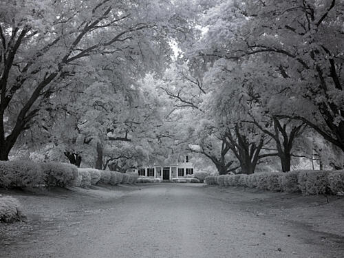 Chasley, Monroe County, Alabama I Art Print