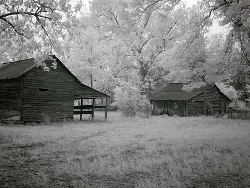 Scenic Images from Rural Monroe County, Alabama I Art Print