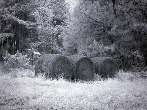 Rural Scene in Alabama I Art Print