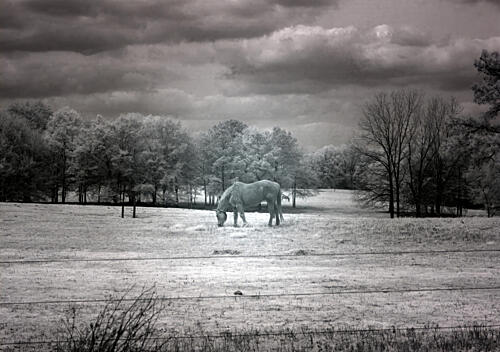 Rural Scene in Alabama II Art Print