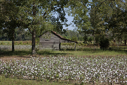 Cotton Fields, Monroe County, Alabama Art Print