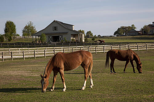 Rural Alabama in the Spring I Art Print