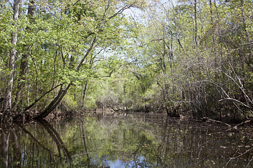 A Canoe Trip up the Mobile Delta, Alabama I Art Print