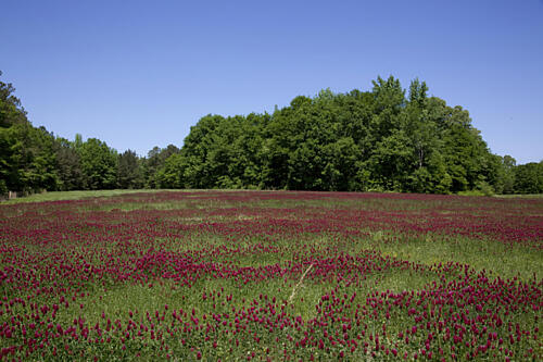 Rural Alabama in the Spring III Art Print