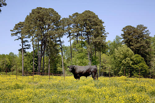 Rural Alabama in the Spring IV Art Print