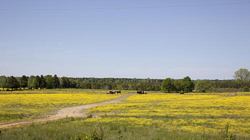 Rural Alabama in the Spring V Art Print