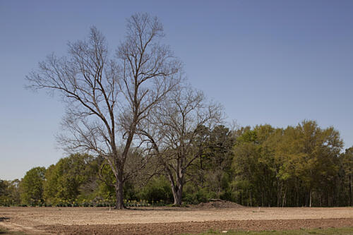 Rural Alabama in the Spring IX Art Print