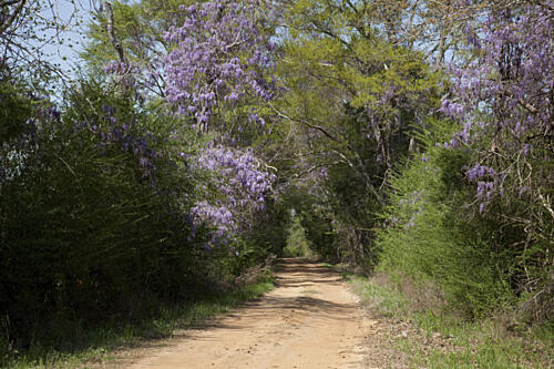 Rural Alabama in the Spring X Art Print