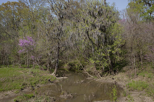 Rural Alabama in the Spring XI Art Print