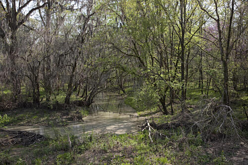 Rural Alabama in the Spring XII Art Print