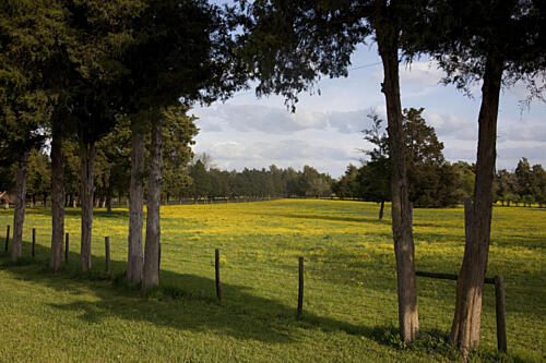 Rural Alabama in the Spring XIII Art Print