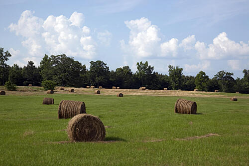 Hay Bales Dot the Landscape of the Farm, Alabama Art Print