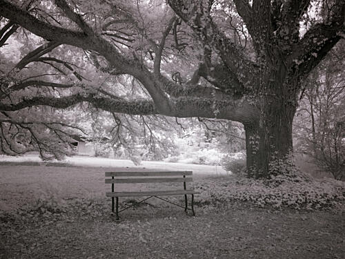 Meadowbank Farm, Mobile, Alabama III Art Print