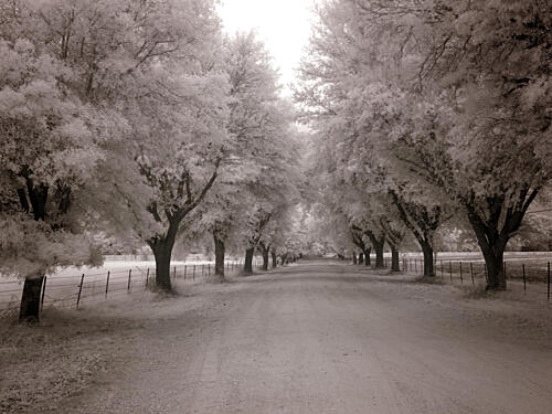 Meadowbank Farm, Mobile, Alabama VI Art Print
