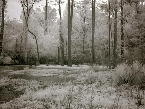 Meadowbank Farm, Mobile, Alabama VII Art Print