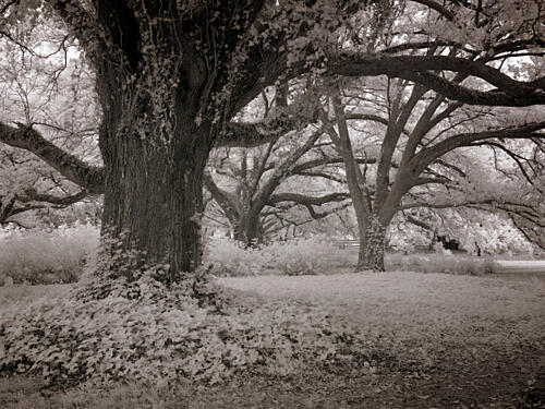 Meadowbank Farm, Mobile, Alabama X Art Print