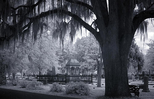 Old Live Oak Cemetery, Selma, Alabama I Art Print