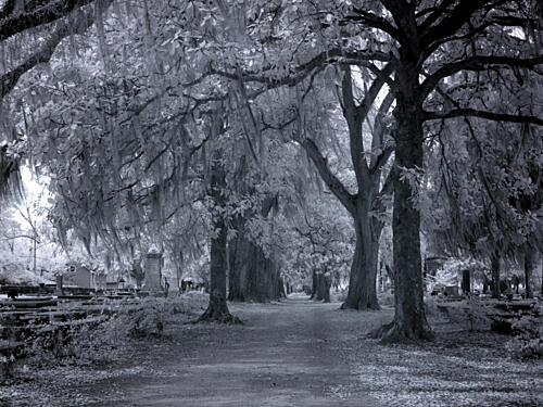 Old Live Oak Cemetery, Selma, Alabama VIII Art Print