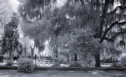 Old Live Oak Cemetery, Selma, Alabama XII Art Print