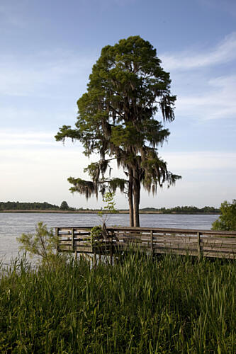 Historic Blakeley State Park, Alabama Art Print
