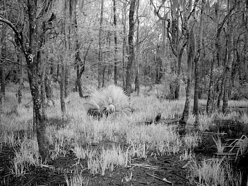 Blakeley Sp, Scene of the Last Major Battle of the Civil War, Spanish Fort, Alabama I Art Print
