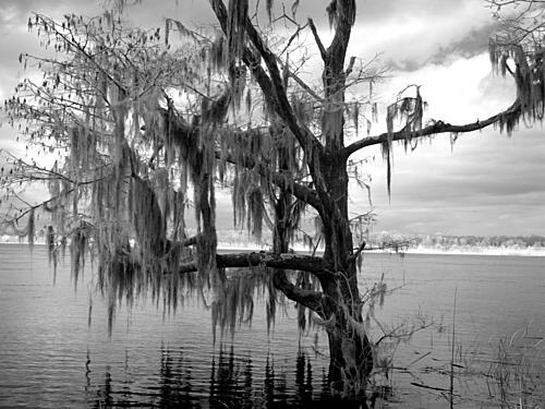 Blakeley Sp, Scene of the Last Major Battle of the Civil War, Spanish Fort, Alabama II Art Print