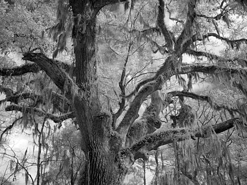 Blakeley Sp, Scene of the Last Major Battle of the Civil War, Spanish Fort, Alabama III Art Print