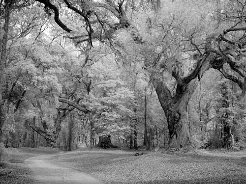 Blakeley Sp, Scene of the Last Major Battle of the Civil War, Spanish Fort, Alabama IV Art Print