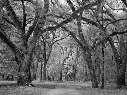 Blakeley Sp, Scene of the Last Major Battle of the Civil War, Spanish Fort, Alabama VII Art Print
