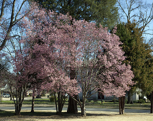 First Signs of Spring in Capitol Park in Tuscaloosa, Alabama Art Print
